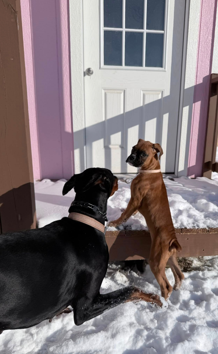 Dog Board & Train with Andover Dog Training Center in Augusta, KS