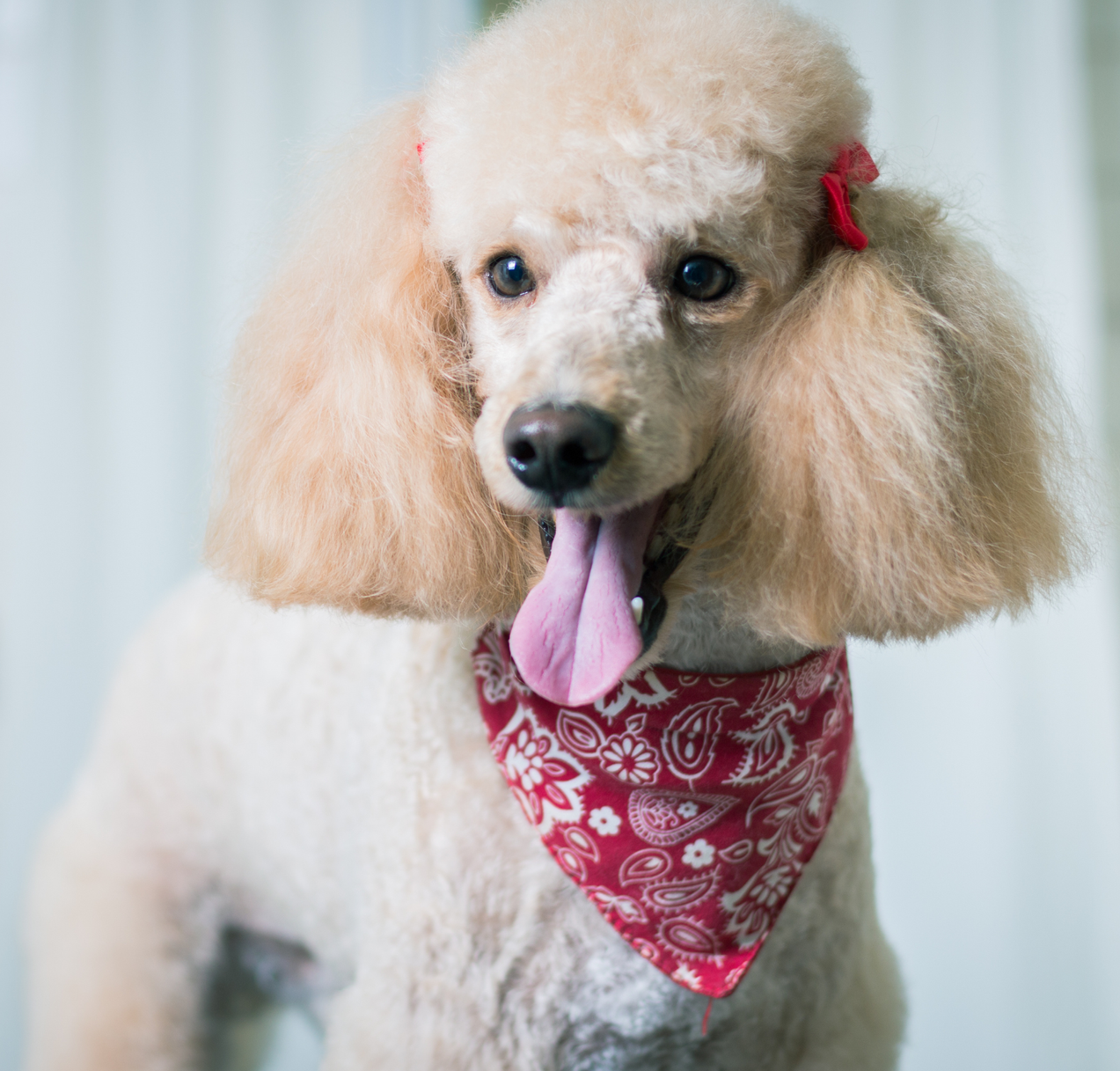 Dog Groomer in Andover, KS