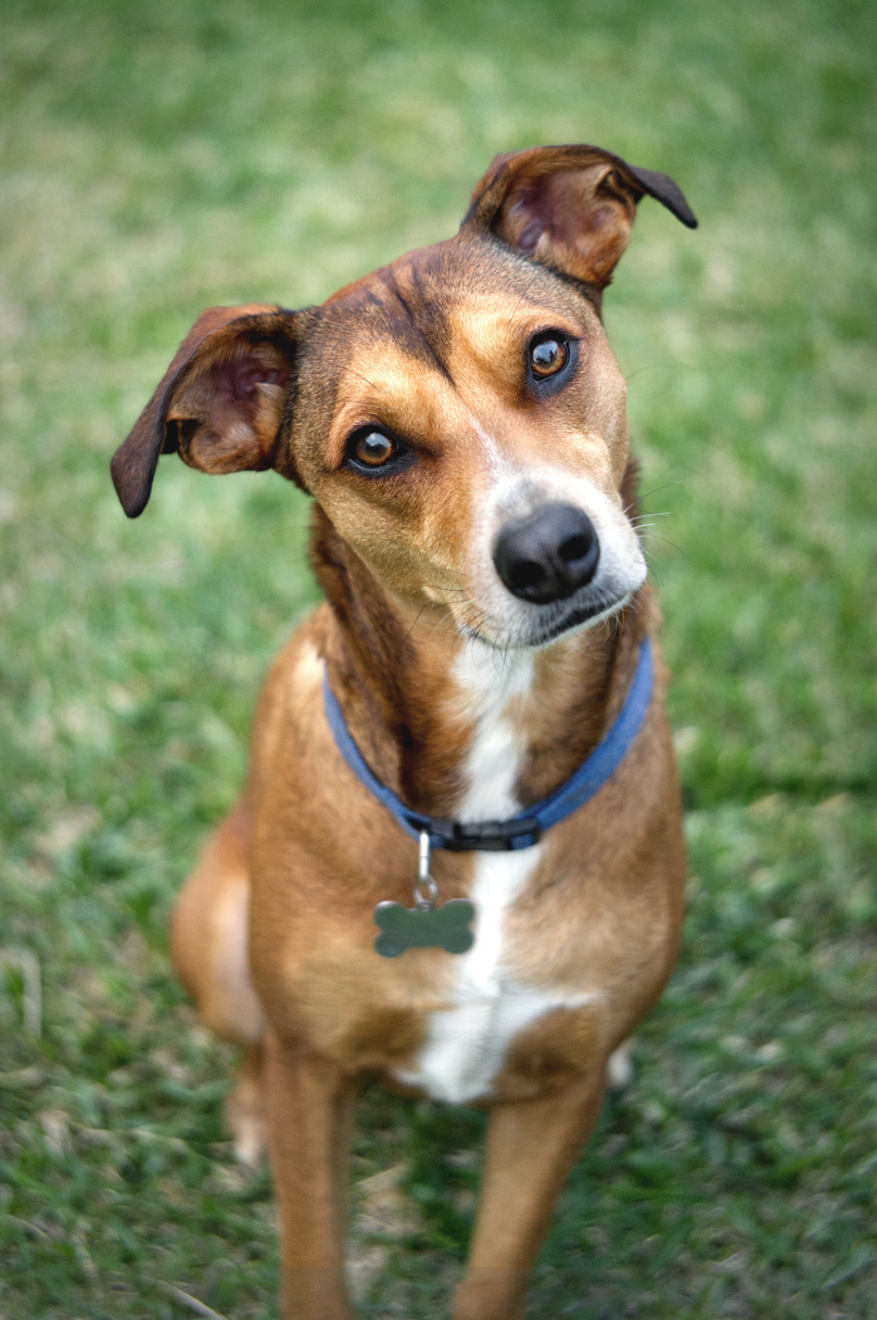 Doggy Day School with Andover Dog Training Center in Augusta, KS