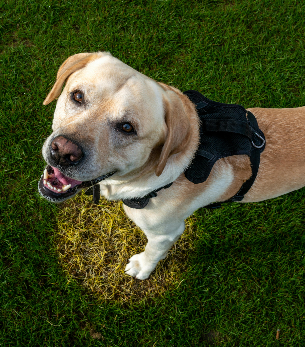 Doggy Day School with Andover Dog Training Center in Augusta, KS