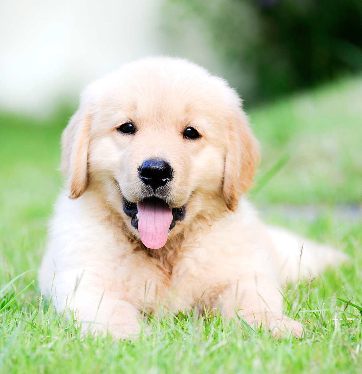 Puppy Day School with Andover Dog Training Center in Augusta, KS