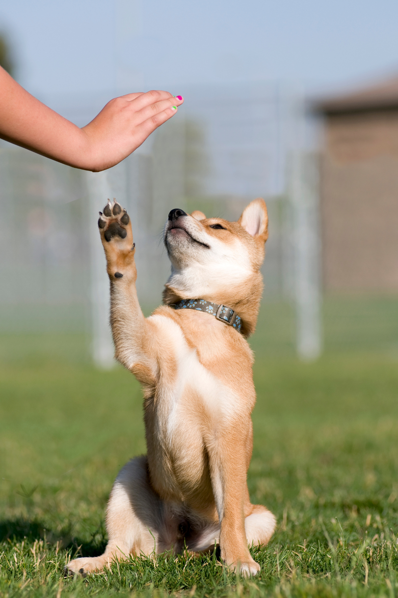 Puppy Day School with Andover Dog Training Center in Augusta, KS