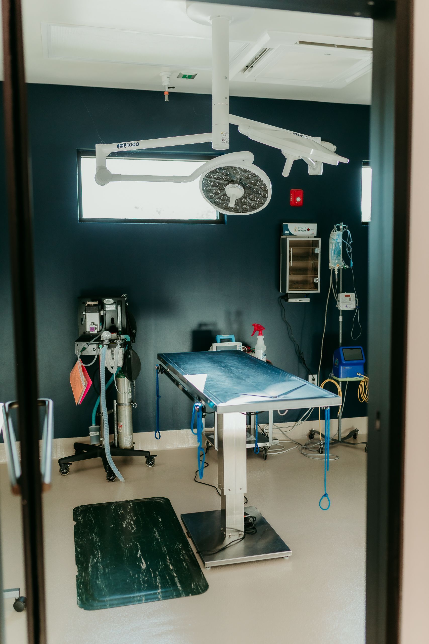 Veterinary operating room: surgical table, overhead light, anesthesia machine, equipment against a dark blue wall.