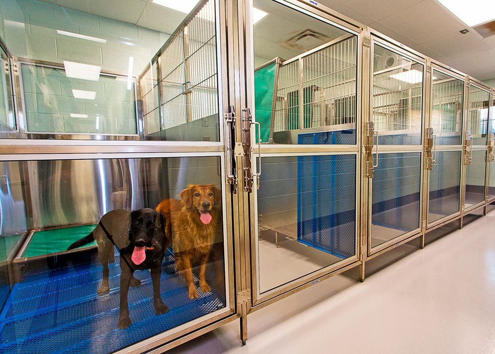 Flint River Animal Hospital Bed ‘n Biscuit Boarding Facility