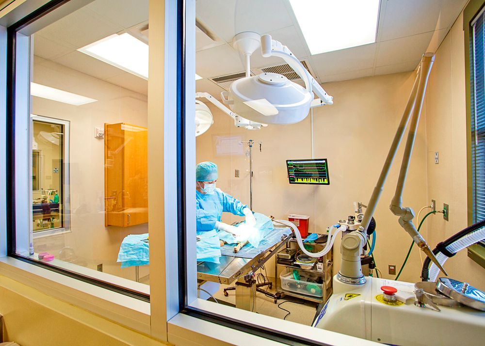 Flint River Animal Hospital Bed ‘n Biscuit Boarding Facility