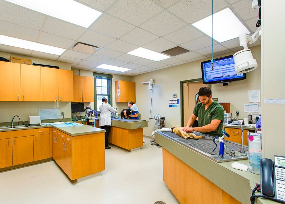 Flint River Animal Hospital Bed ‘n Biscuit Boarding Facility