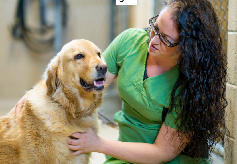 Dog Boarding Facilities architecture plans