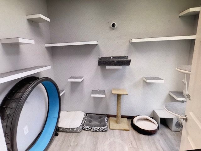 Cat play room with shelves, beds, and a running wheel.