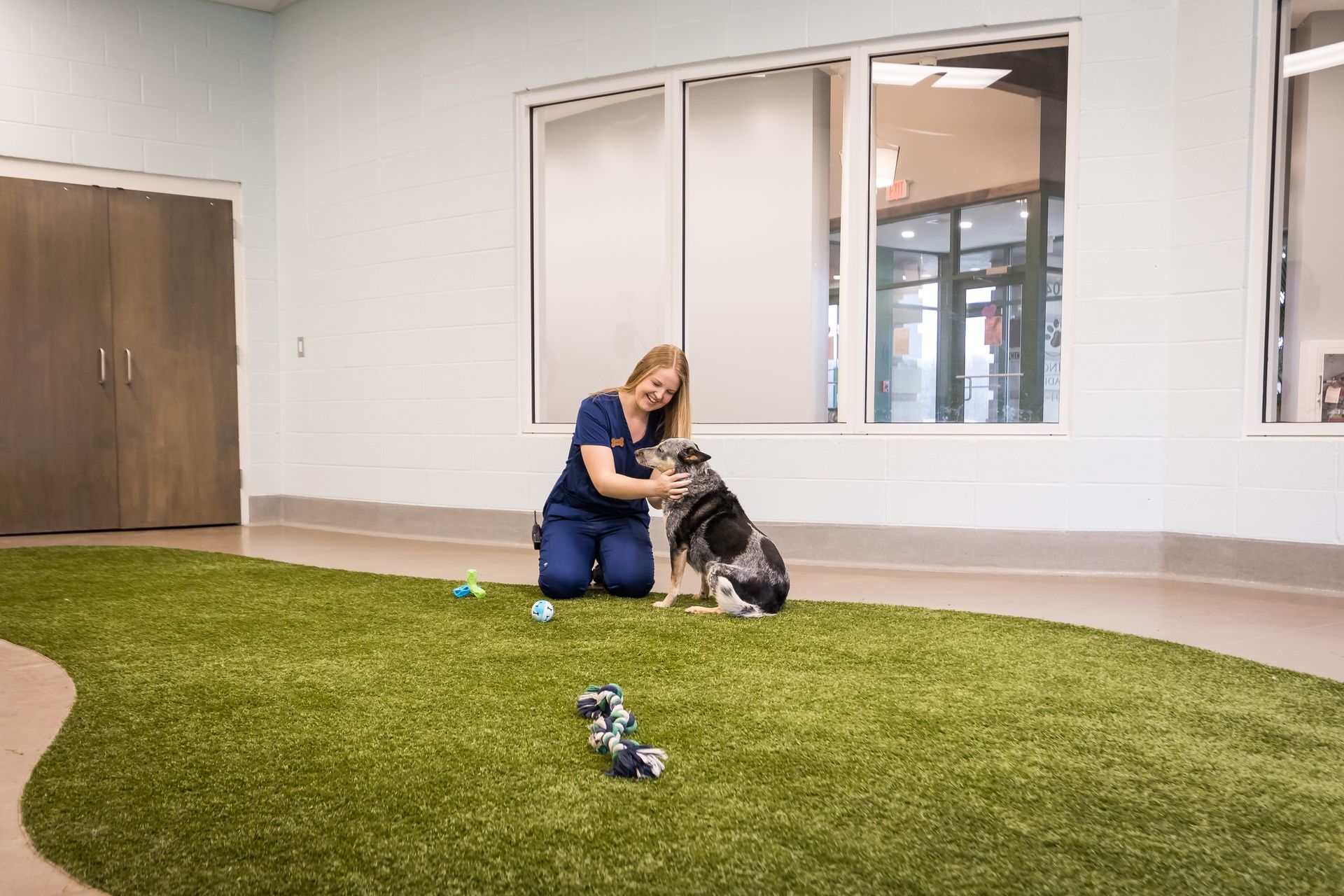 A person in blue scrubs pets a dog on green turf. Room has windows and a door.