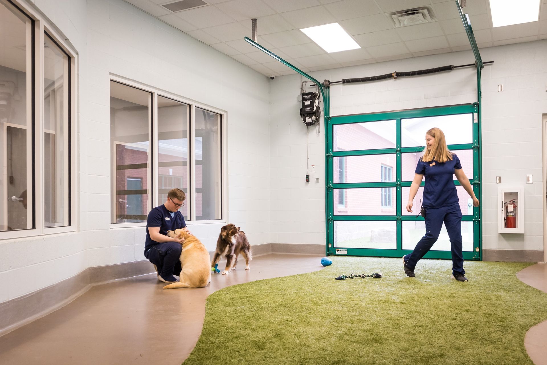 Two staff members play with two dogs on a green turf area in a clinic.