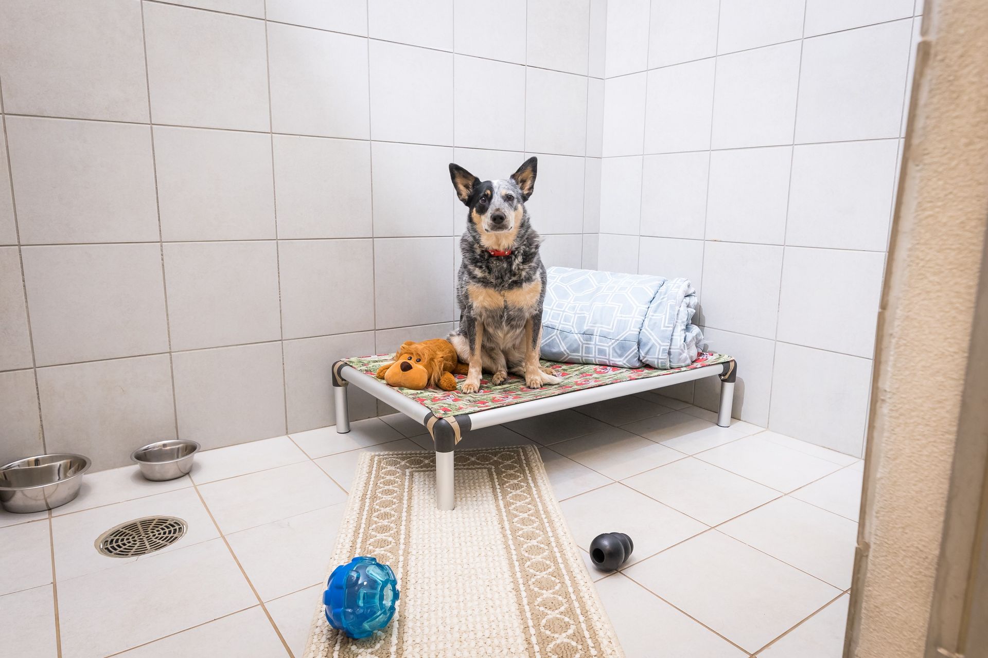 Dog sitting on a raised bed in a kennel. A few toys and food/water bowls are nearby.