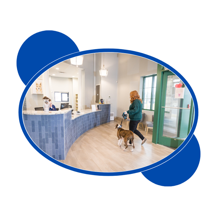Woman and dog walking in a veterinary clinic lobby with blue-tiled front desk.
