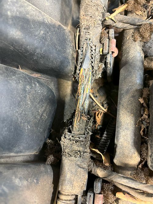 mechanic finds a damaged wiring harness chewed by rodent