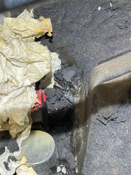 mechanic finds rodent damage to the engine wiring harness