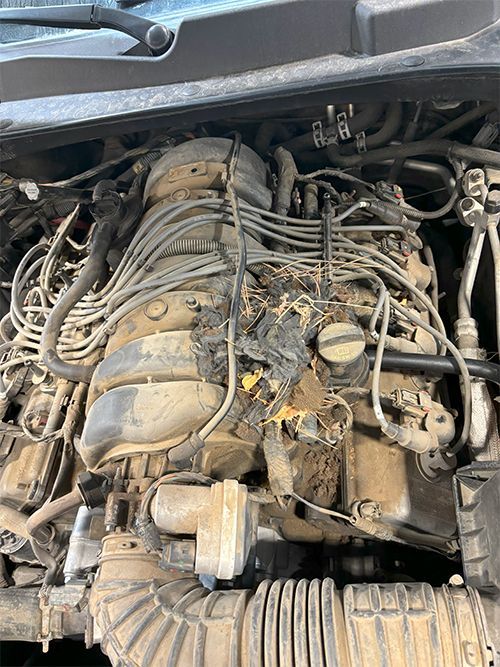 mechanic inspecting an engine externally for rodent damage