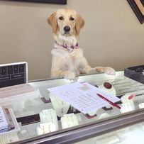 A dog is sitting at a counter in a jewelry store.