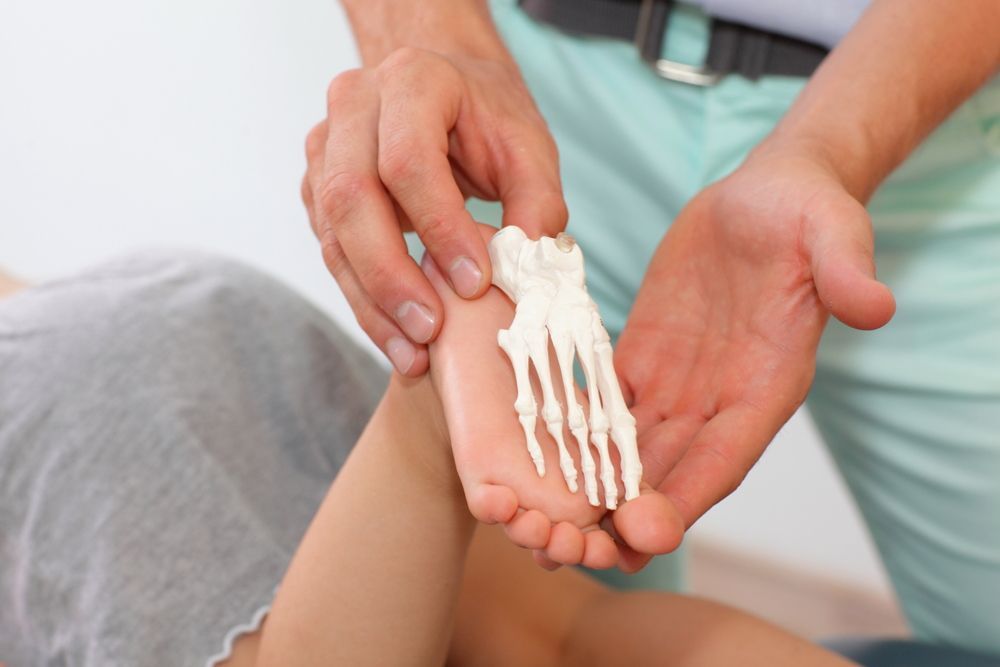A Person is Holding a Model of a Child's Foot — Maitland Central Podiatry in Maitland NSW