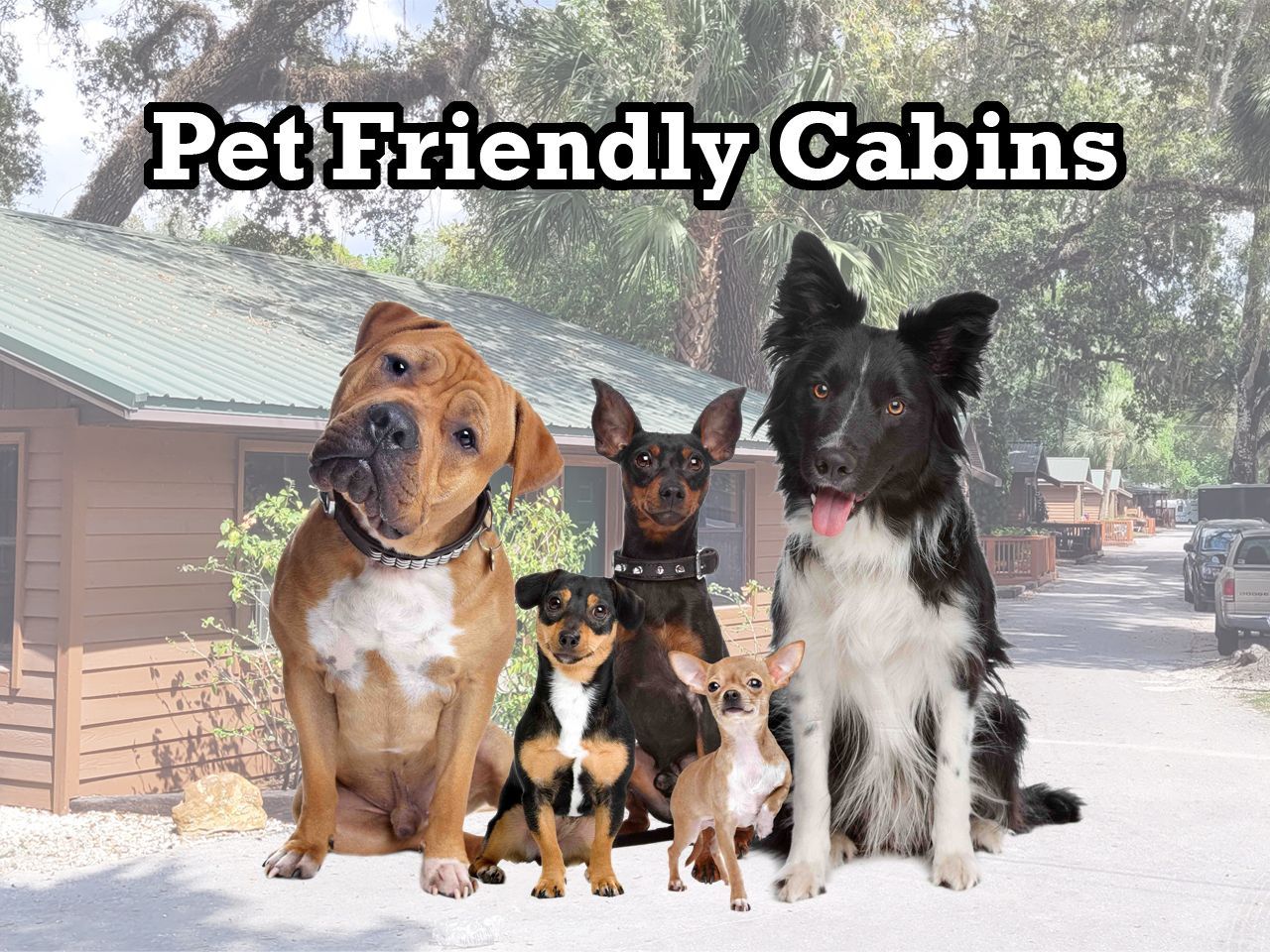 a group of dogs are sitting in front of a cabin that is pet friendly