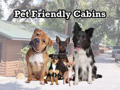 Hot Diggity Dog Walking Pet Sitting Portland OR: Your Pet's Best Friend!