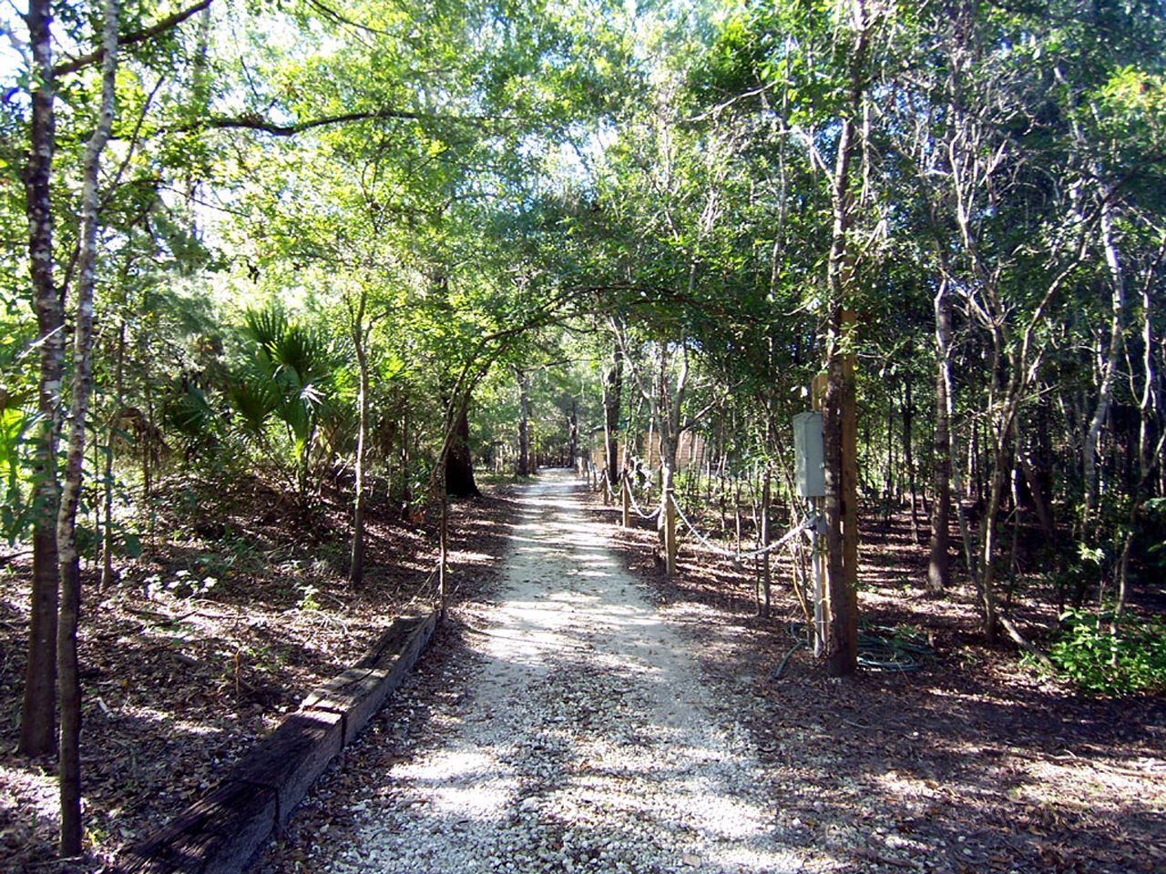 a dirt road going through a lush green forest .