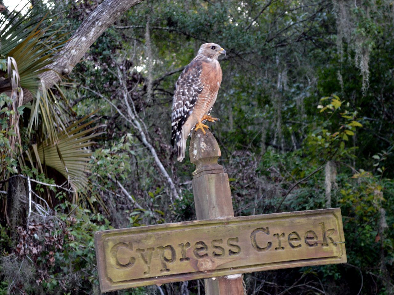 a bird perched on top of a sign that says cypress creek