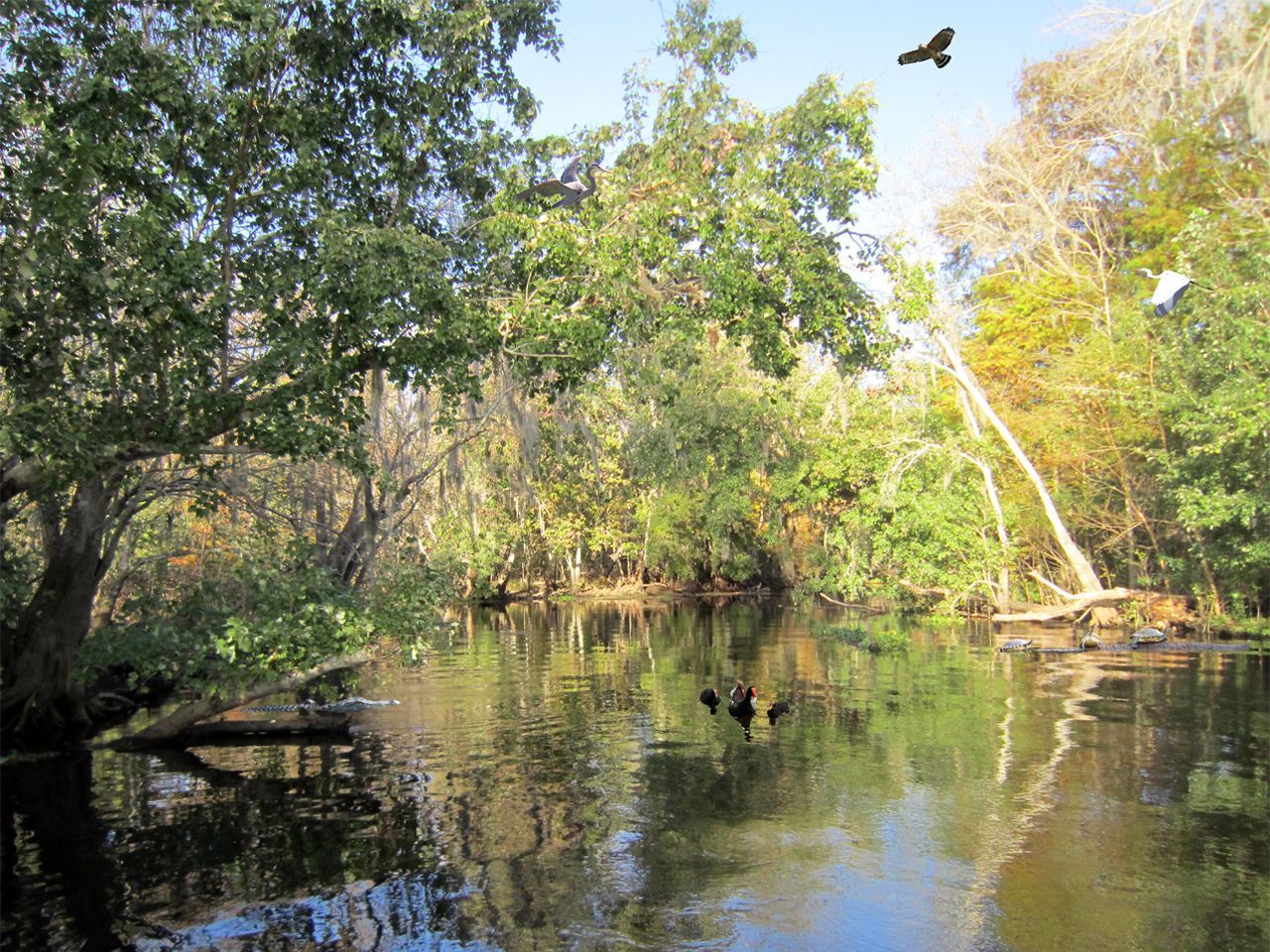 a bird is flying over a river surrounded by trees .
