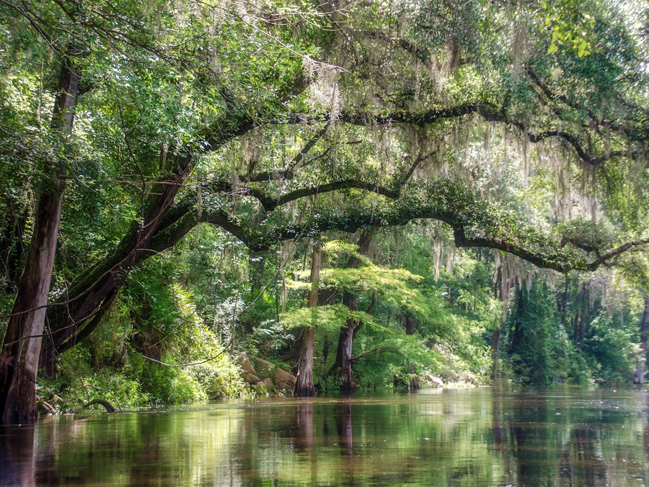 a river surrounded by trees and spanish moss on a sunny day .
