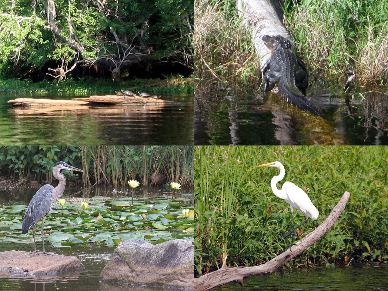 a collage of four pictures of birds in the water
