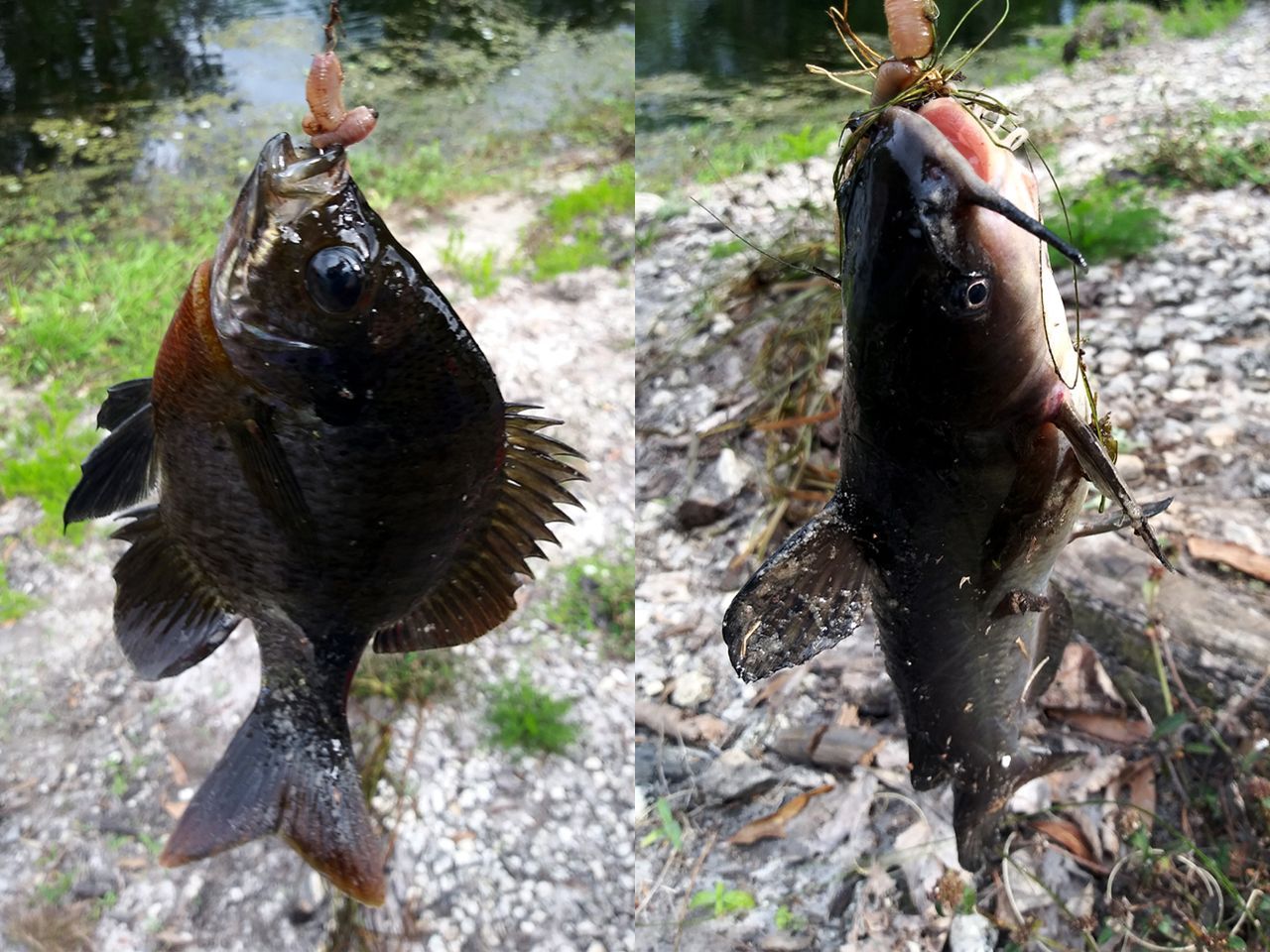 two fish are hanging from a hook in the water .