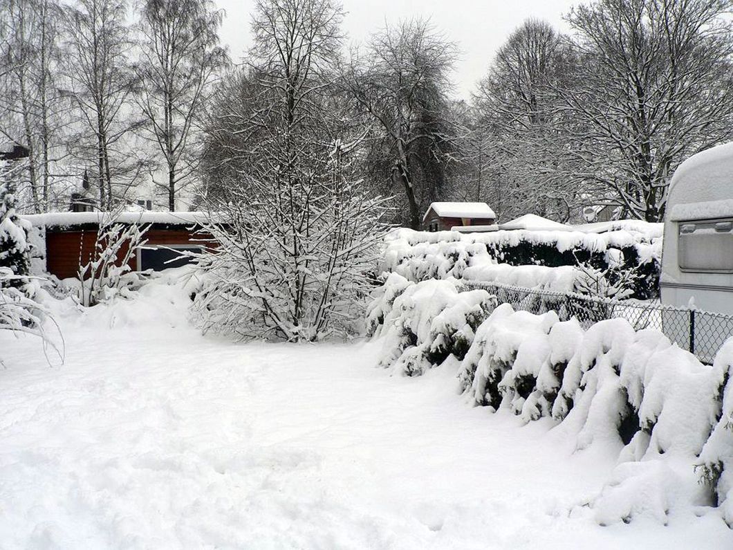 a snowy yard with trees and bushes covered in snow
