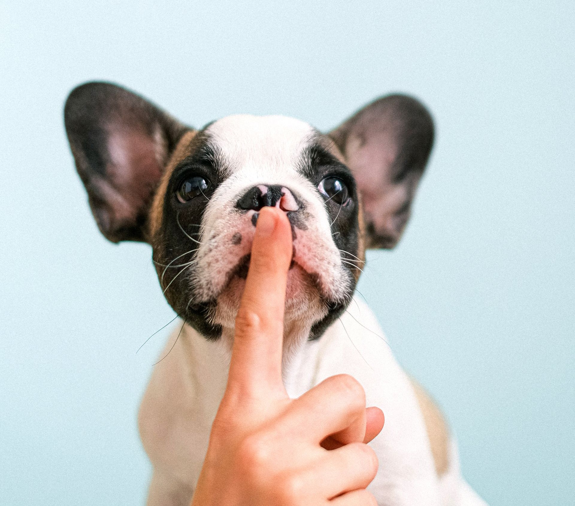 a person is holding their finger to their dog 's nose .