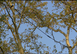 Cabling and Bracing of trees Services Whidbey Island