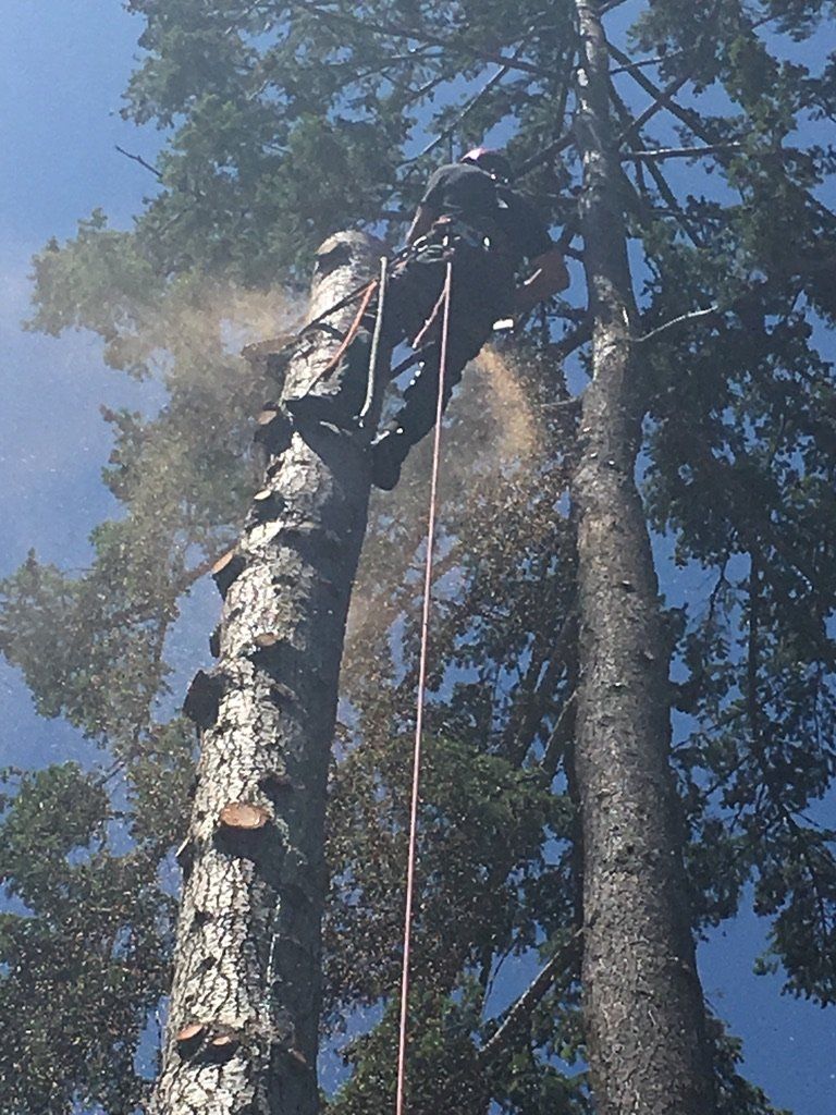 Chris Maragulia Henry Tree Service tree removal