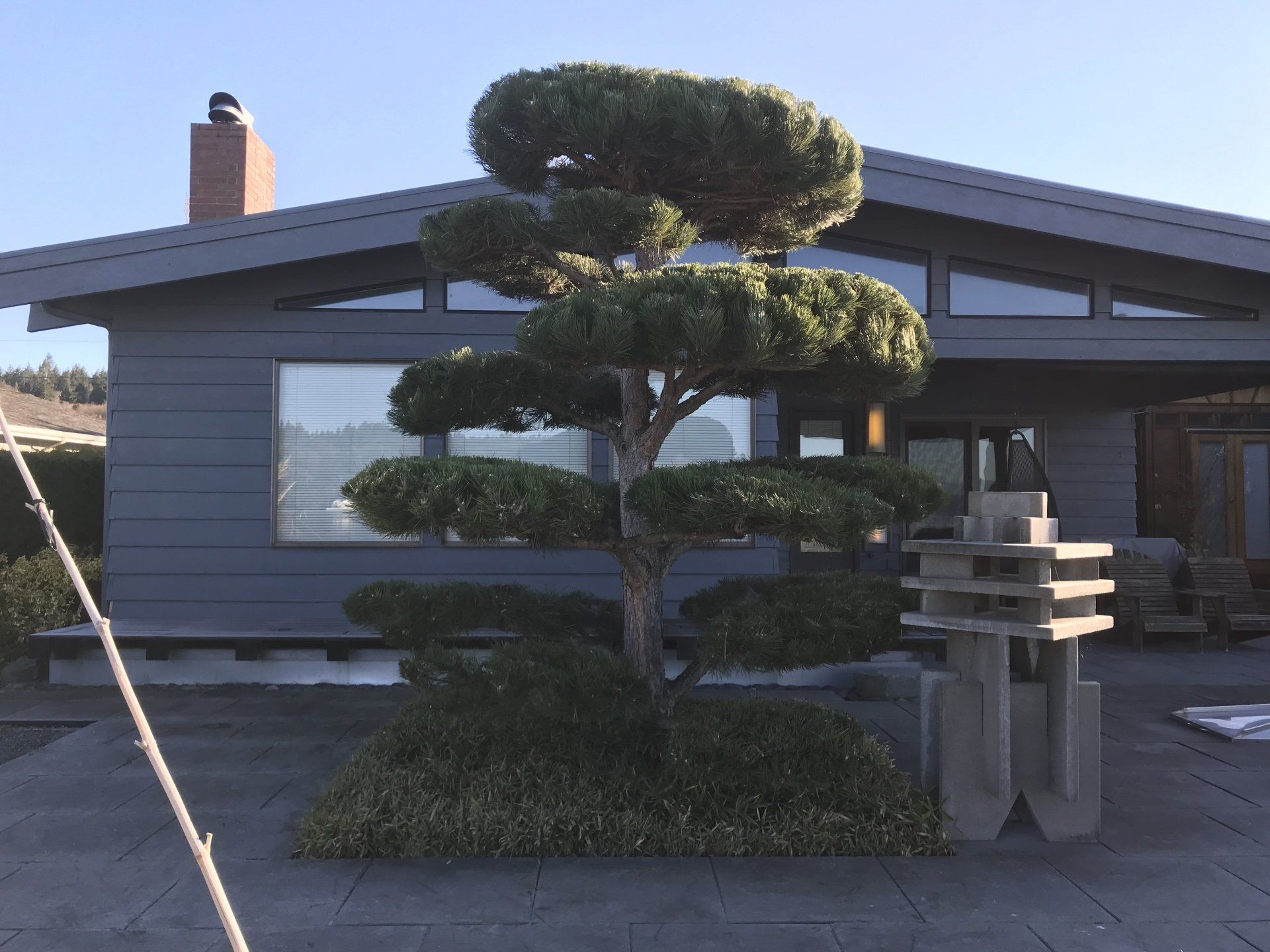 Henry Tree Service Japanese Pine tree pruning Clinton Washington