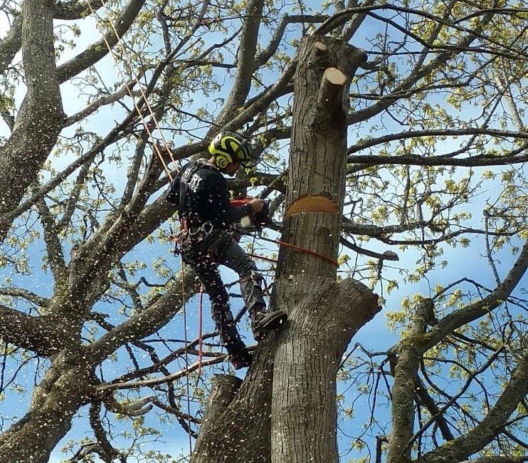Tree removal Services Whidbey Island