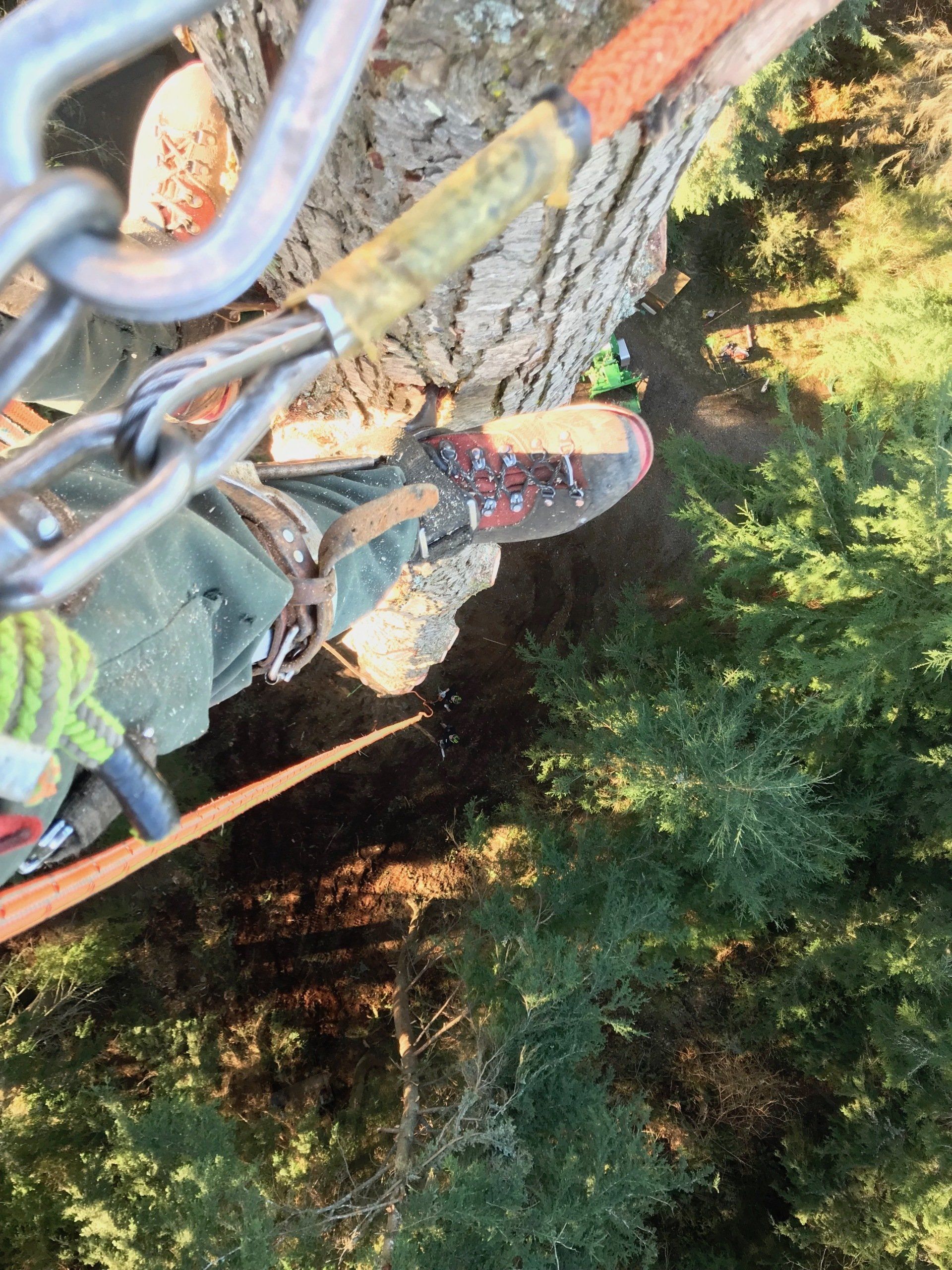Henry Tree Service Chris Maragulia climbing tree