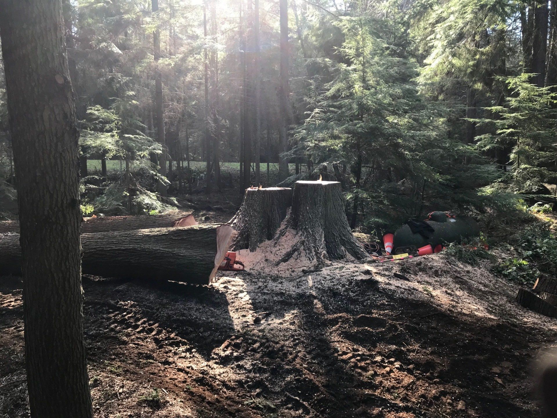 Henry Tree Service Whidbey Island WA