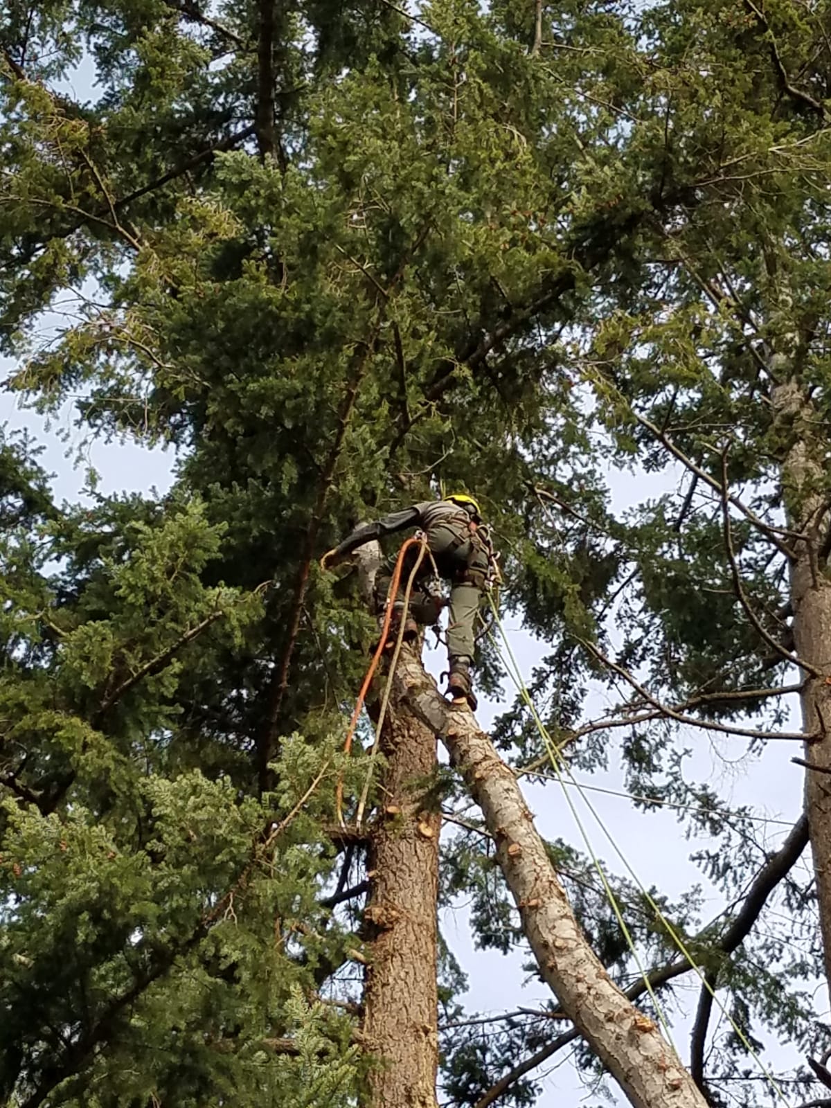Chris Maragulia tree removal Whidbey Island Washington