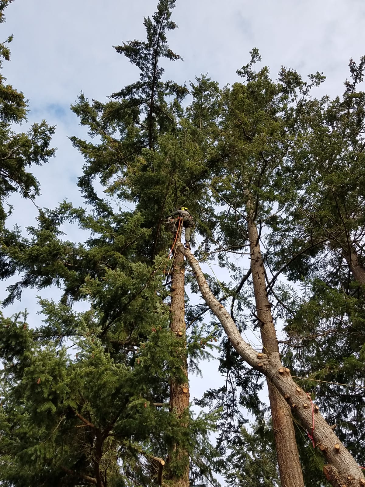 Chris Maragulia Henry Tree Service tree removal Whidbey Island Washington