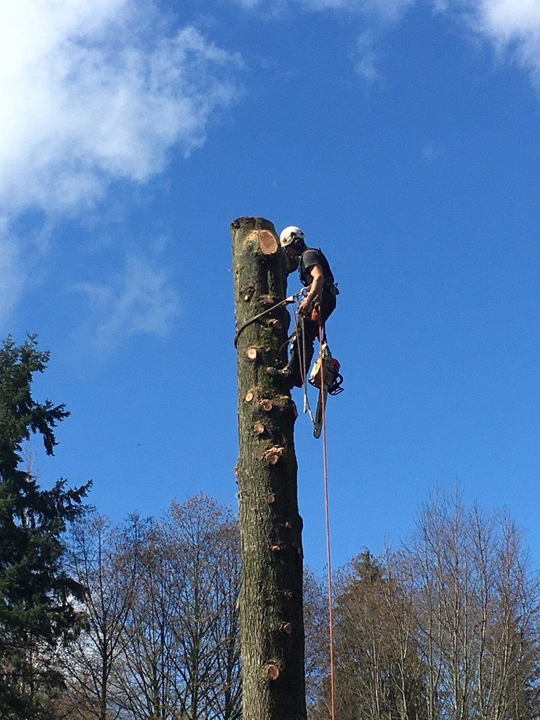 Chris Maragulia Henry Tree Service tree removal Washington