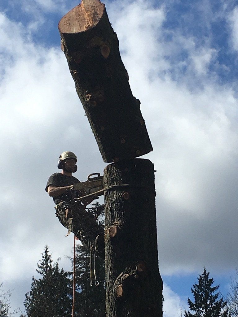 Chris Maragulia Henry Tree Service tree removal