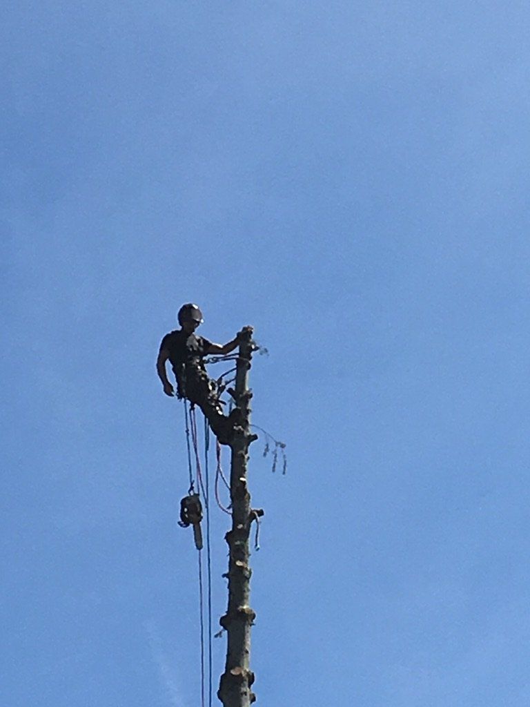 Chris Maragulia Henry Tree Service tree removal