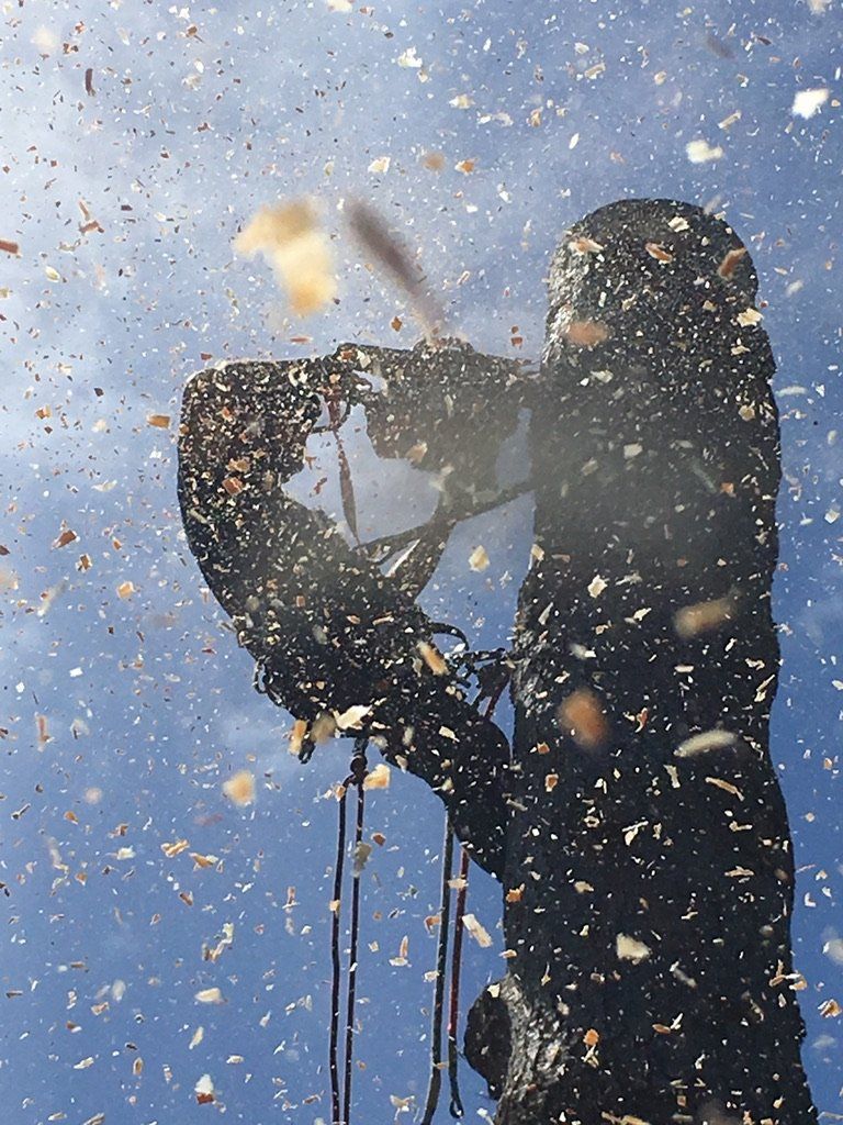 Chris Maragulia Henry Tree Service chainsaw tree removal Whidbey Island Washington