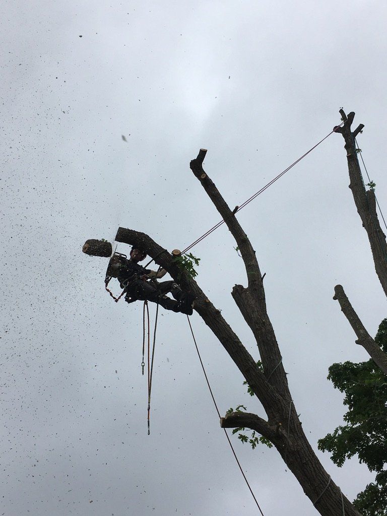 Chris Maragulia Henry Tree Service tree removal