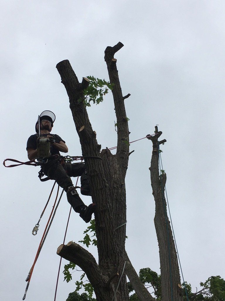 Chris Maragulia Henry Tree Service tree removal