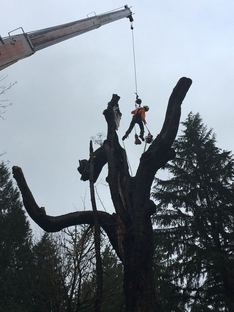 Chris Maragulia Henry Tree Service crane tree removal