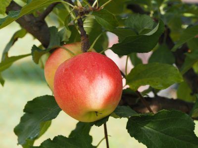 Fruit Tree Pruning Services Whidbey Island