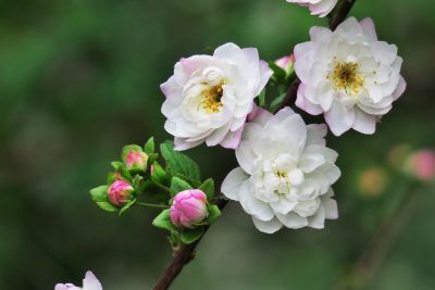 Ornamental Pruning Services Whidbey Island