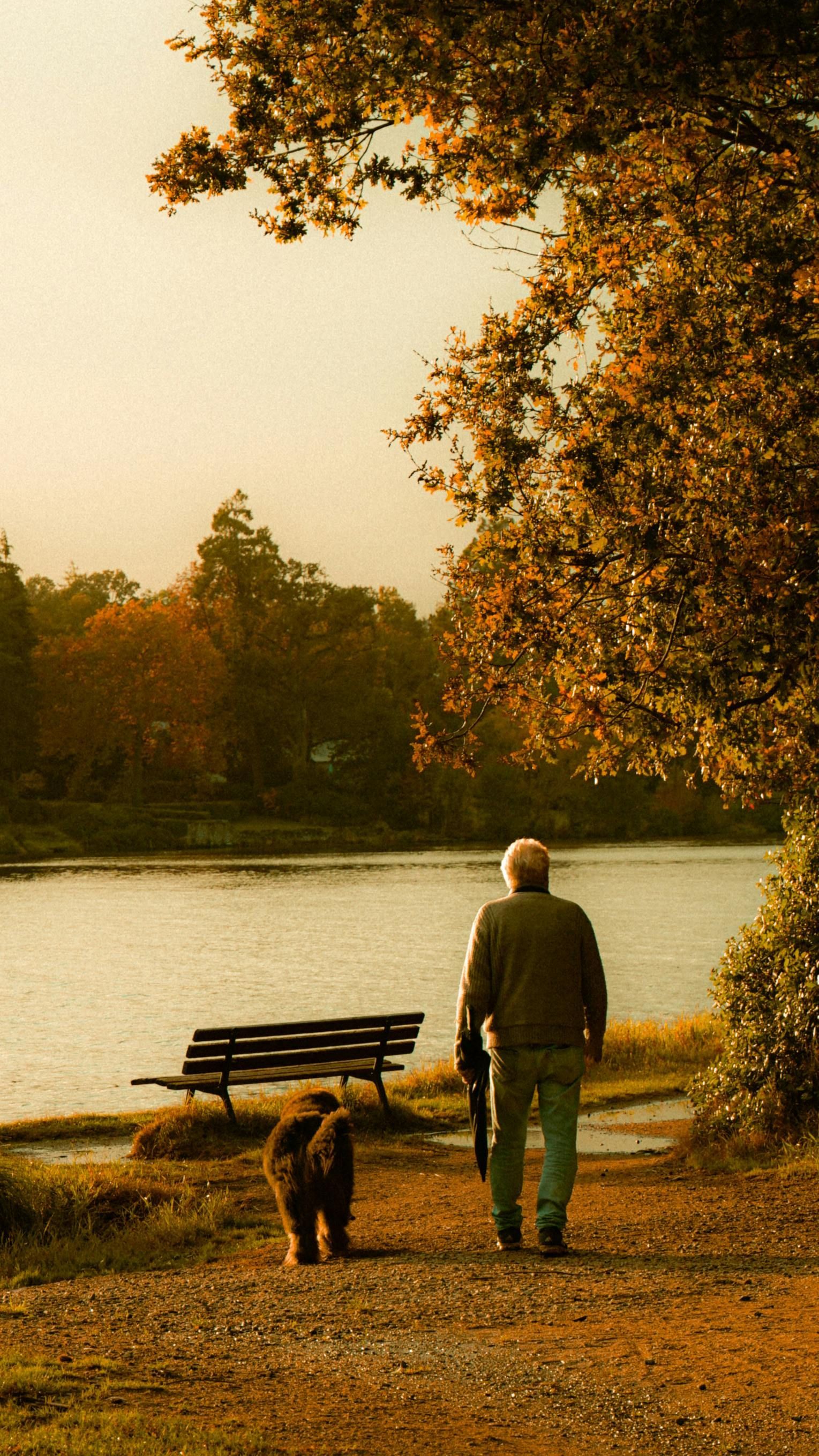 Person and dog walking by a lakeside bench under autumn trees at sunset