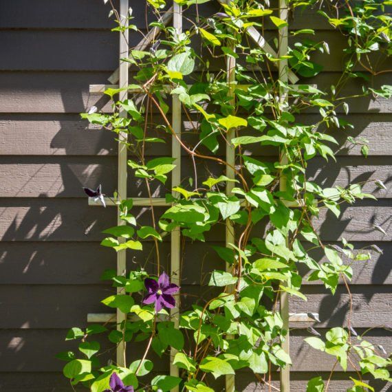 Garden Trellis, Trellis Design, Trellis Construction, Climbing Plants for Trellis, Outdoor Trellis, Trellis Privacy Screen